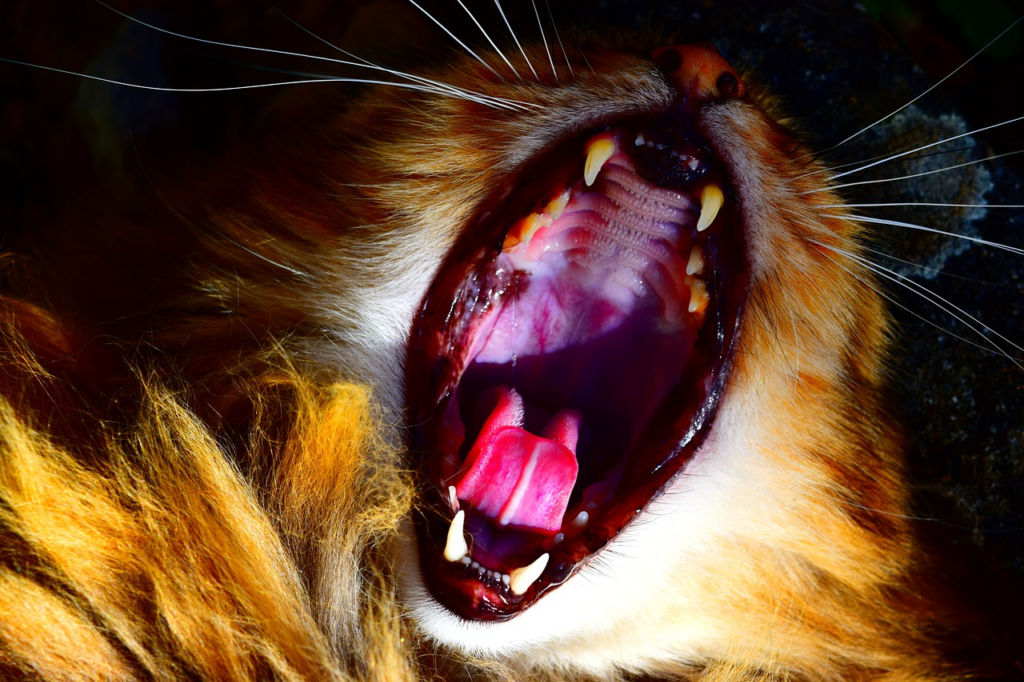 cat with mouth with open