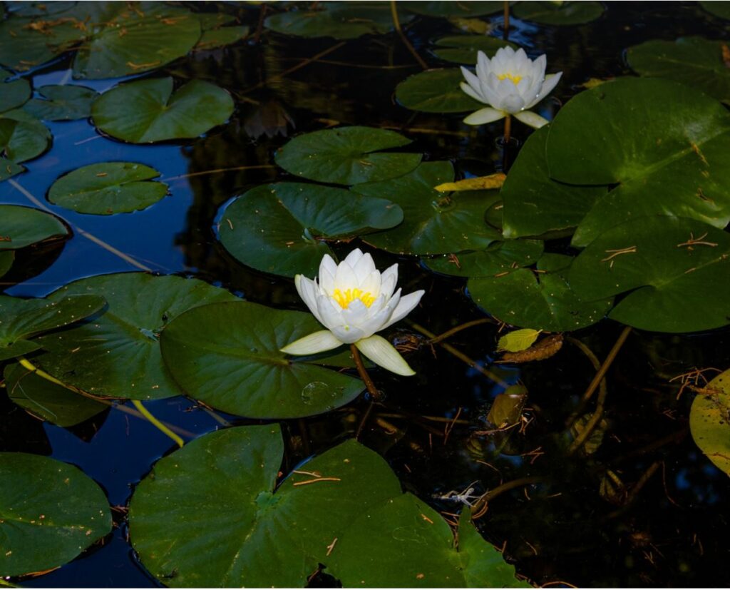 White night eater lilies with water and leaves in the background.