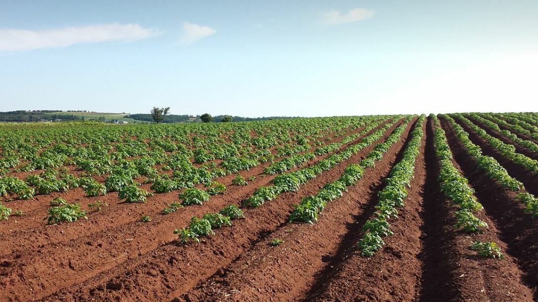 A crop field with blue sky in the background. 