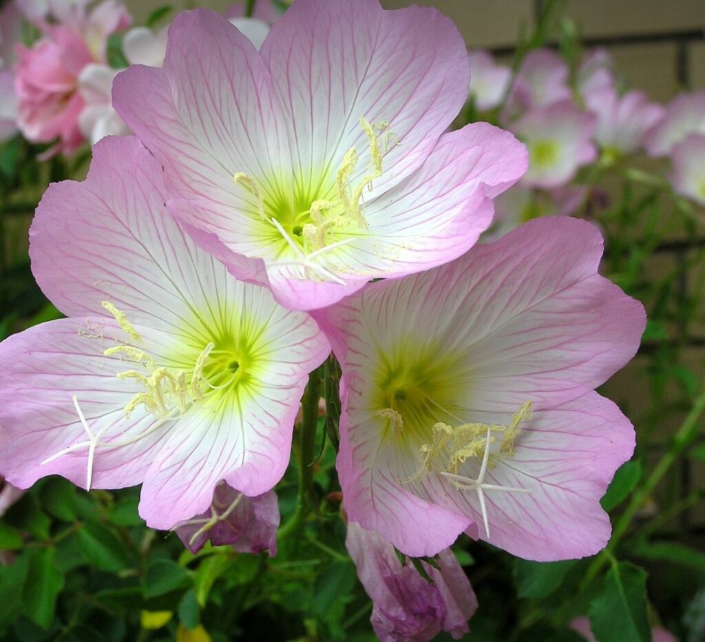 Pink Evening Primrose with green leaves in the background.
