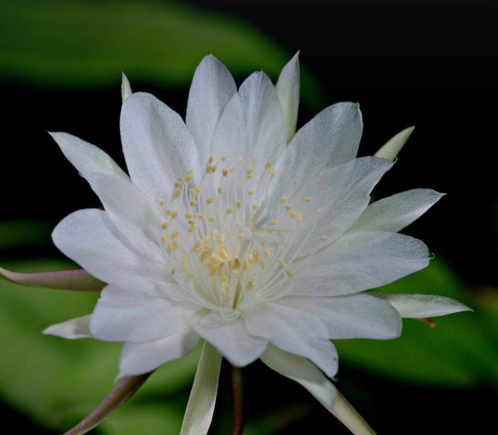 White Queen of the Night flower with green leaves in the background.