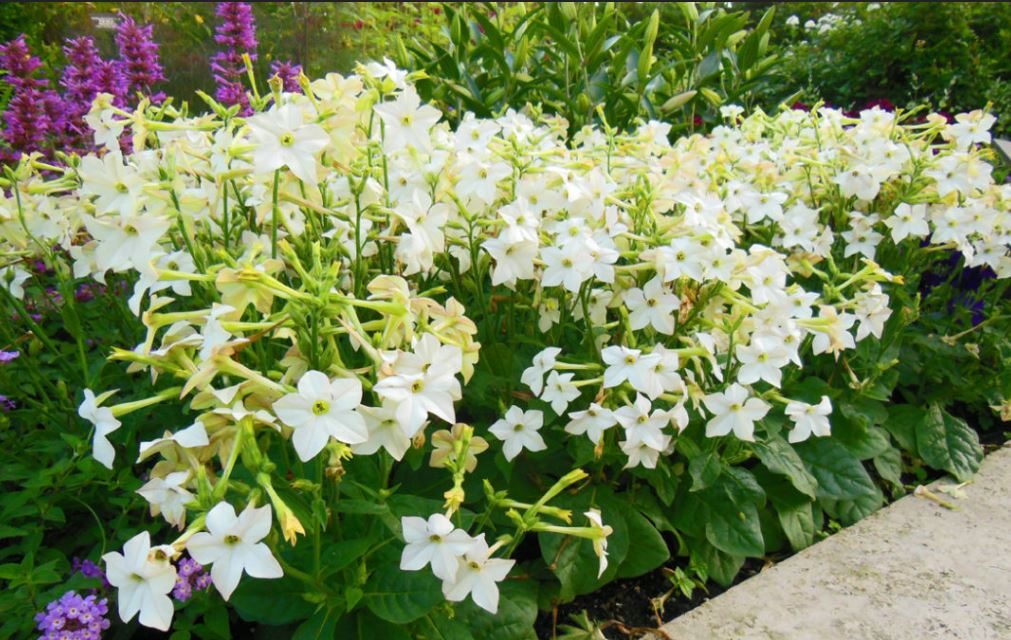 Flowering tobacco flowers with greenery and purple flowers.