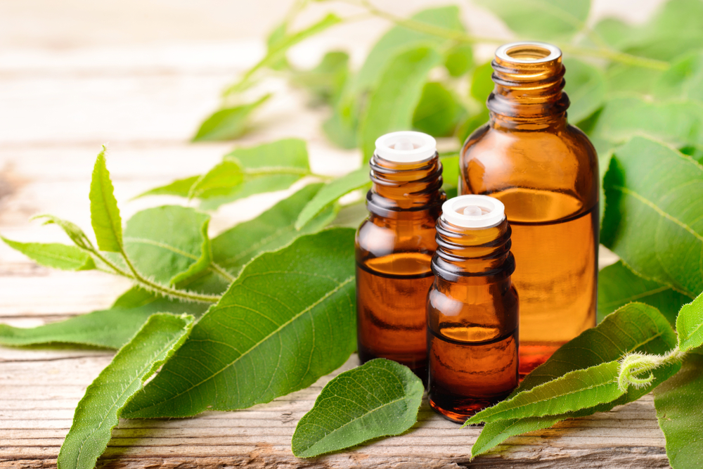 Eucalyptus essential oil and fresh eucalyptus leaves on the wooden board