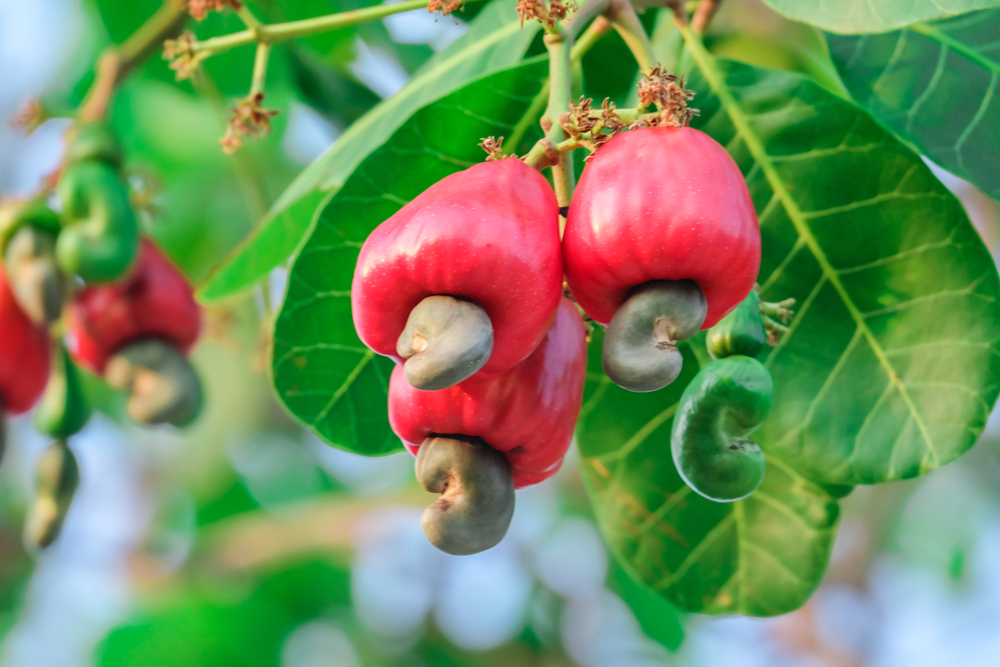 Red cashew and Cashew Nut is on the tree,Leaves of green cashew.