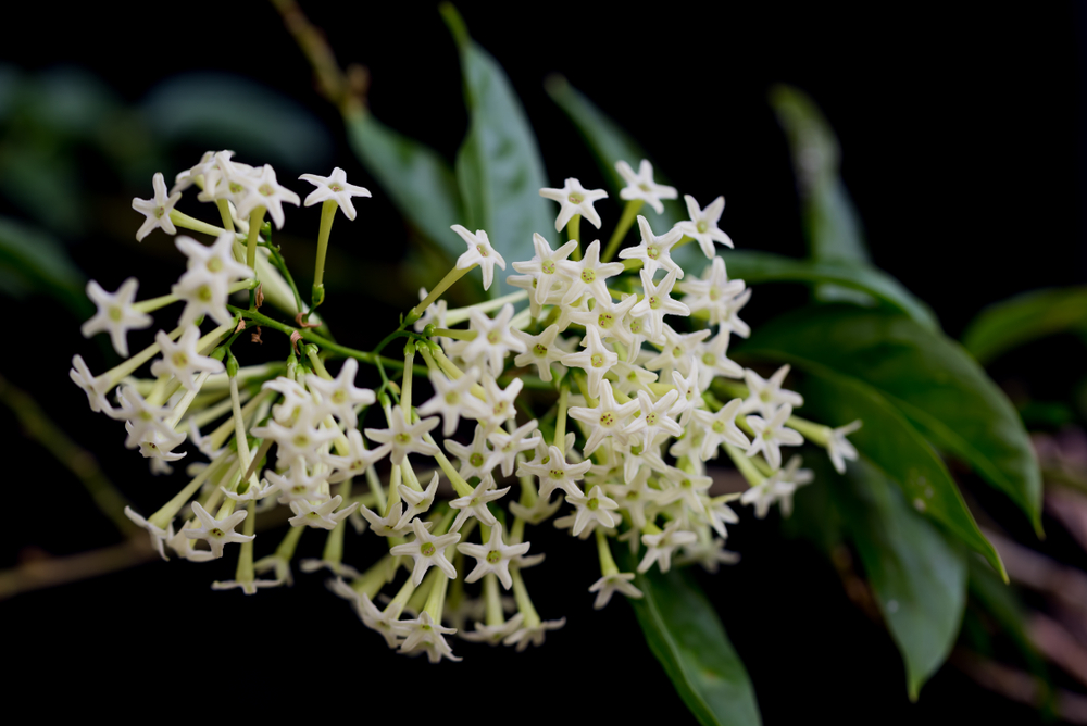 Night -blooming jasmine relaxing scent aka Cestrum Nocturnum