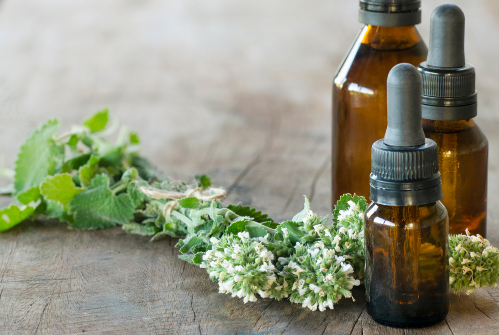 Catnip (Nepeta Cataria var. citriodora) essence oil. Droppers with oil next to nepetas braches over an old wood table