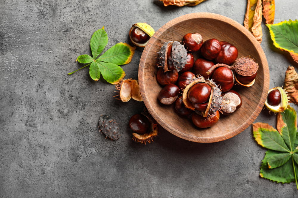 Horse chestnuts and leaves on grey table, flat lay. Space for text