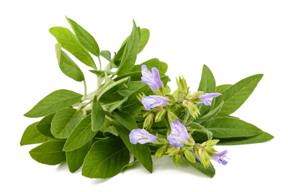Sage plant in flowers isolated on white background