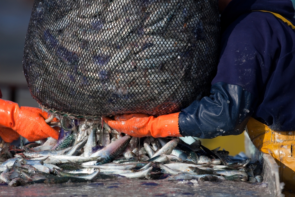 A return from industrial fishing on a harbour quay