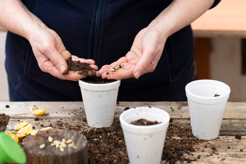 Woman sowing lemon tree seeds in glasses.