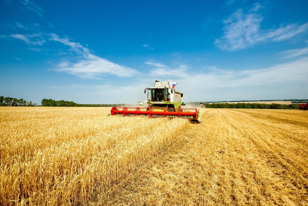 Combine harvester harvests wheat in the field. Agriculture background. Harvest season