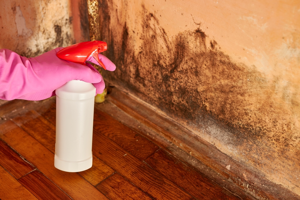 Chlorine is sprayed on a wall affected by mold and fungus. Fight against moisture, mold and fungus.