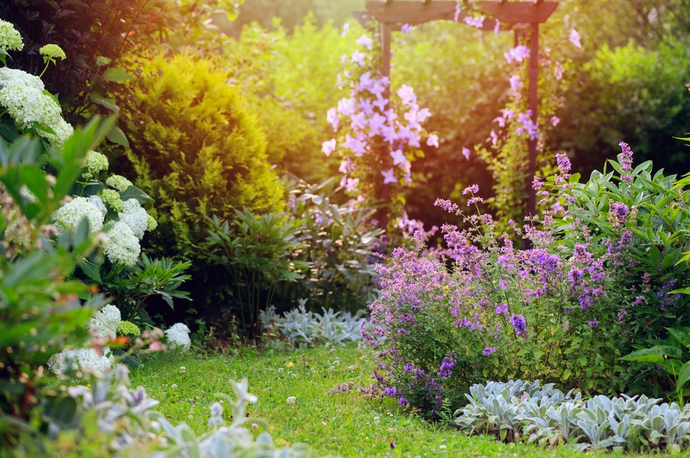 White and blue natural english cottage garden view with curvy pathway. Wooden archway with clematis, nepeta (catnip, catmint), stachys byzantina (lamb ears) and hydrangeas blooming in summer