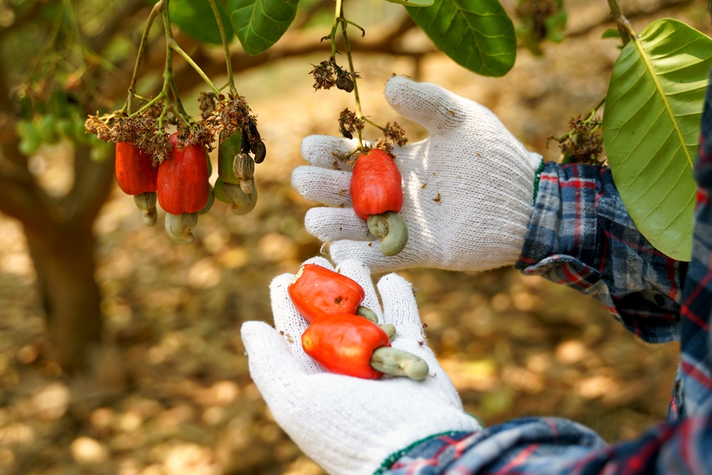 Farmers take bunches of cashews from the trees to inspect the quality of the produce. The fruit looks like rose apple or pear. At the end of the fruit there is a seed, shaped like a kidney.           
