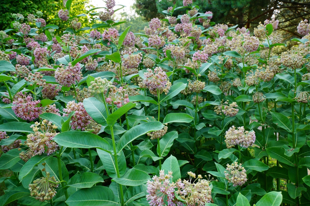 Asclepias syriaca . Milkweed American is a genus of herbaceous, perennial, flowering plants known as milkweeds