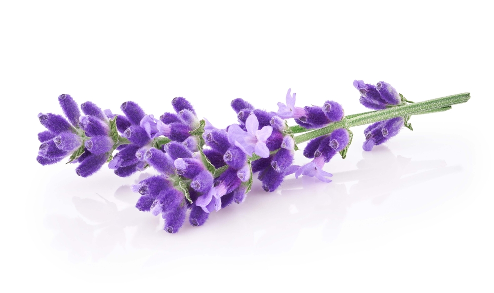 Lavender flowers isolated on white background
