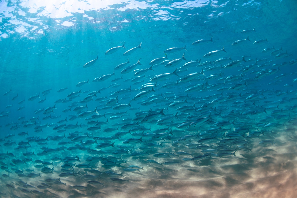 A school of salmon swimming in the clear water, Australia