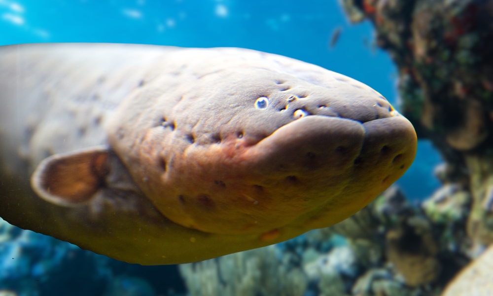 The electric eels are a genus, Electrophorus, of neotropical freshwater fish from South America in the family Gymnotidae. delivering shocks at up to 860 volts.