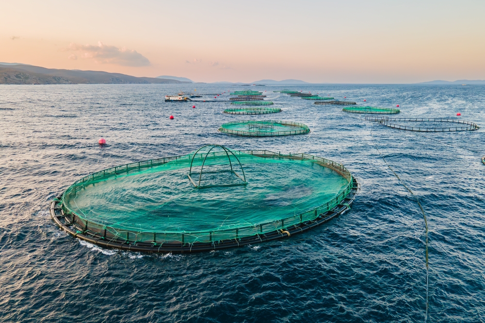 Aquaculture salmon farm with fish cages in calm sea, aerial view