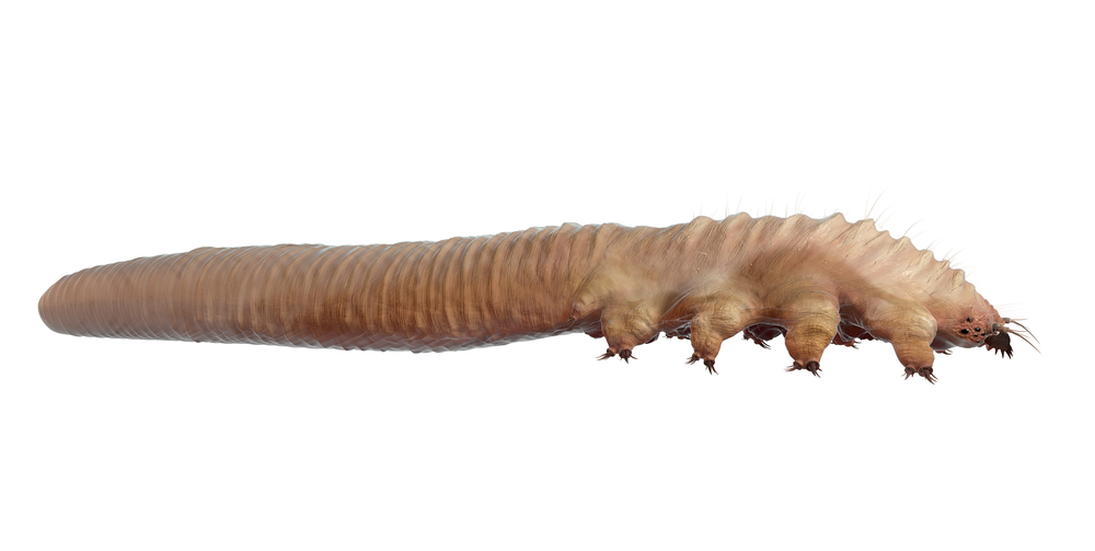 Demodex Folliculorum close-up isolated on white. Demodicosis - also called demodectic mange or red mange. Demodex Lives in the hair follicles at the base of eyelashes. Human Skin Parasites