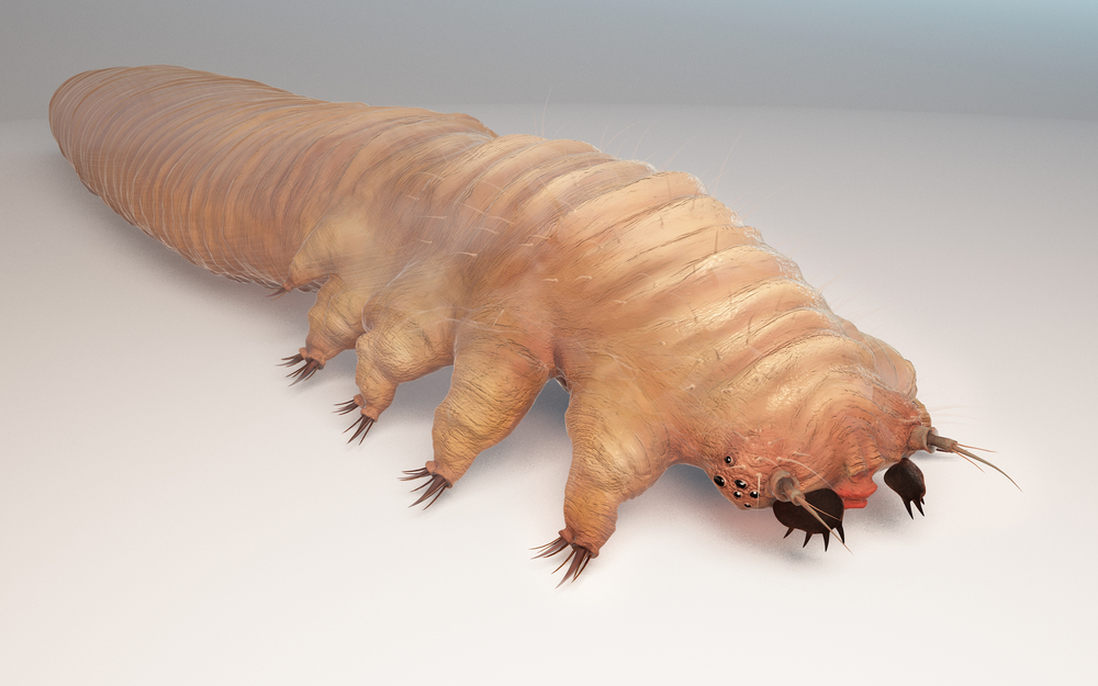 Demodex Folliculorum close-up. Demodicosis - also called demodectic mange or red mange. Demodex Lives in the hair follicles at the base of eyelashes. Human Skin Parasites.
