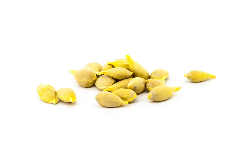 Citrus seeds isolated on the white background close up