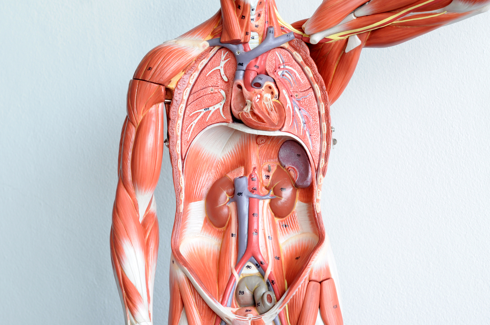 human anatomy