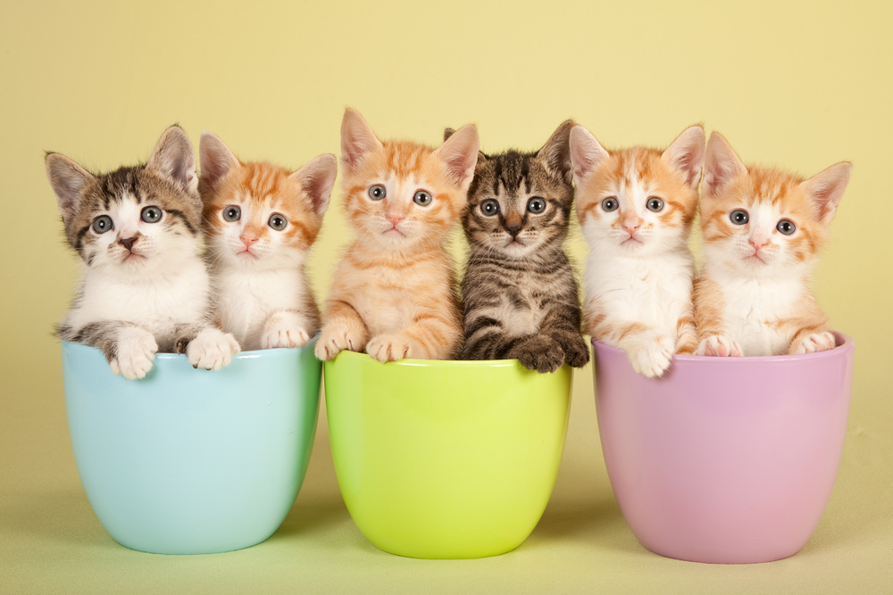 Six cute kittens sitting inside in pastel containers