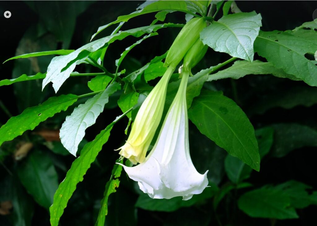 Angel's trumpet flower with leaves in the background.
