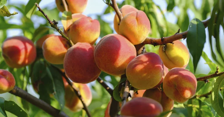 17 Iron-Rich Fruits To Pump Up Your Iron Levels - Featured image