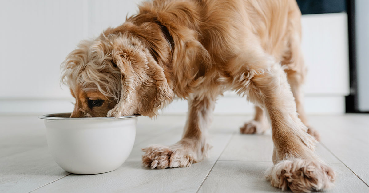 Test Finds Toxic Forever Chemicals is Most US Pet Food