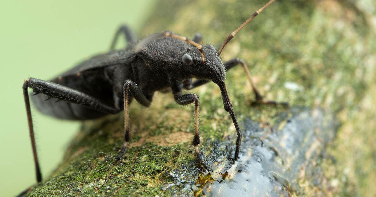 What Are Assassin Bugs, and What Do You Do If You’re Bitten By One?