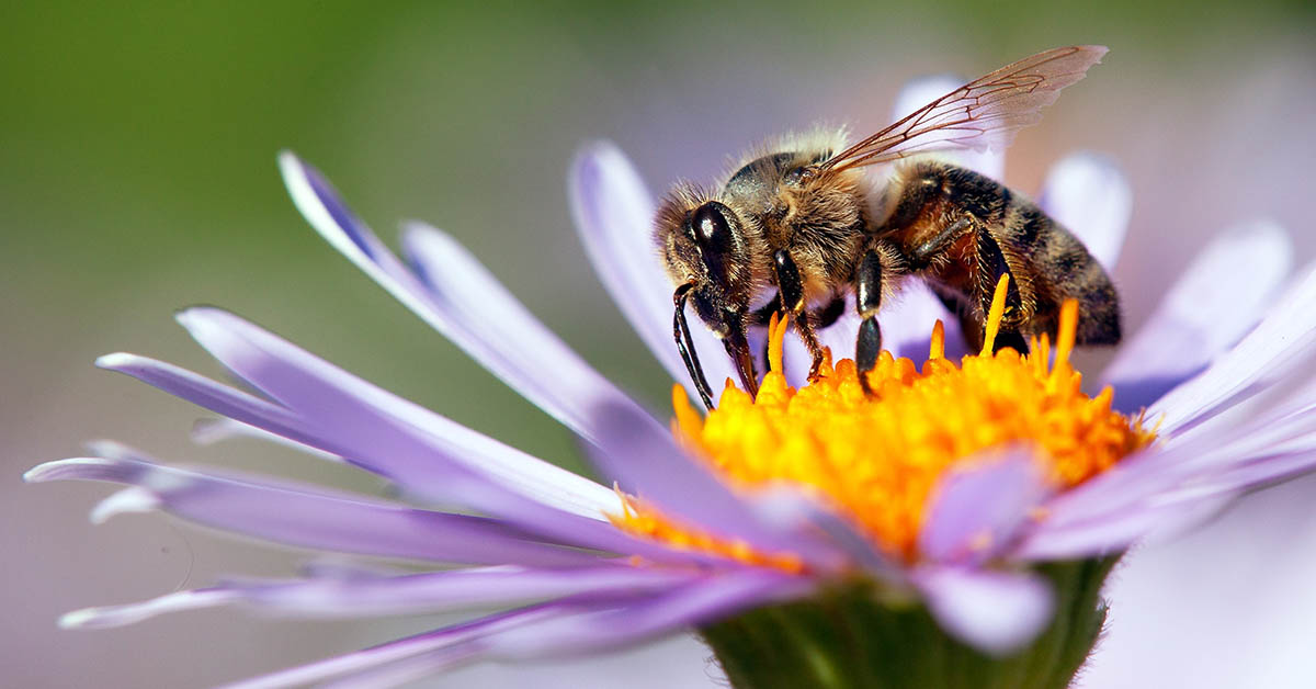 New Research Says Honeybees Can Detect Lung Cancer In Humans