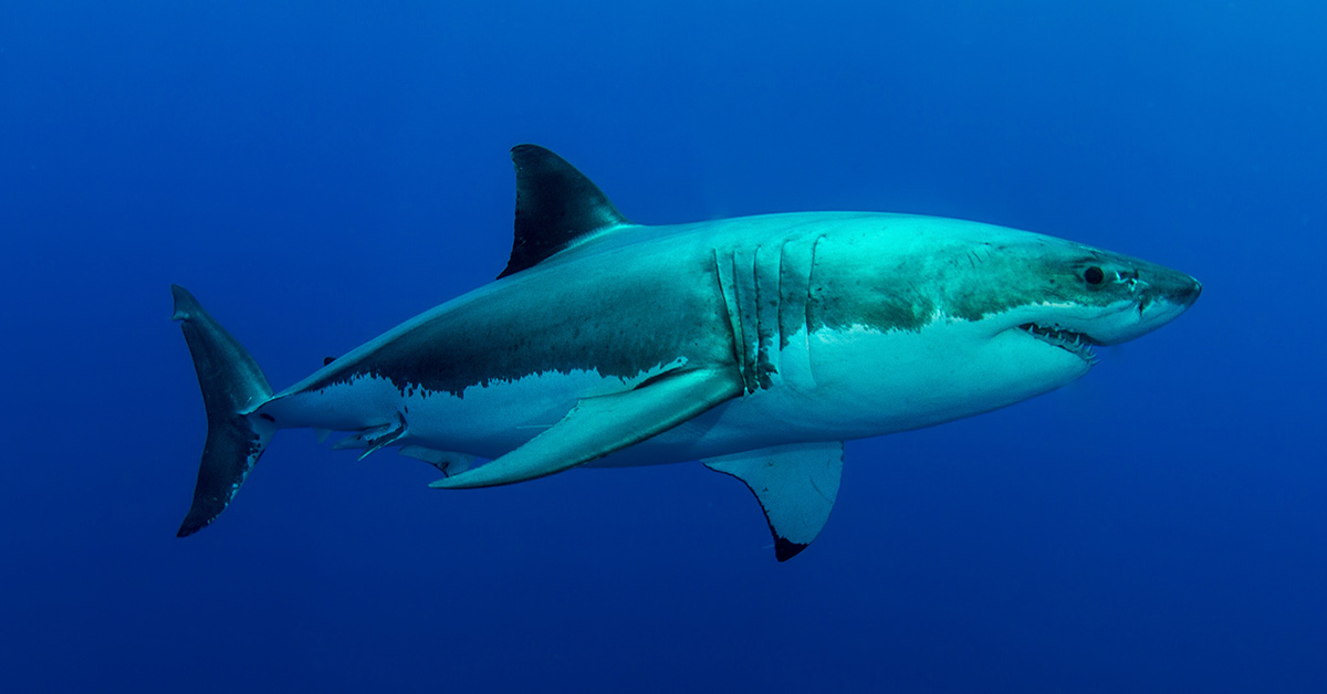 Great White Sharks Can Never Be Held in Aquariums For This Reason