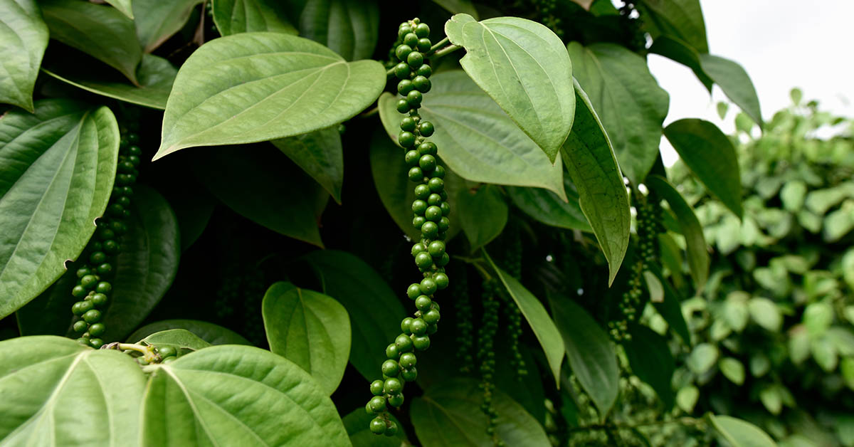 65 Images That Prove You Have No Idea How Your Food Is Grown