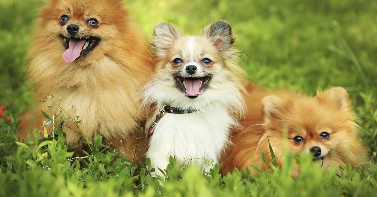 ‘Demon’ Canines: Dog Groomer Gives Opinion on Which Dog Breeds to Avoid