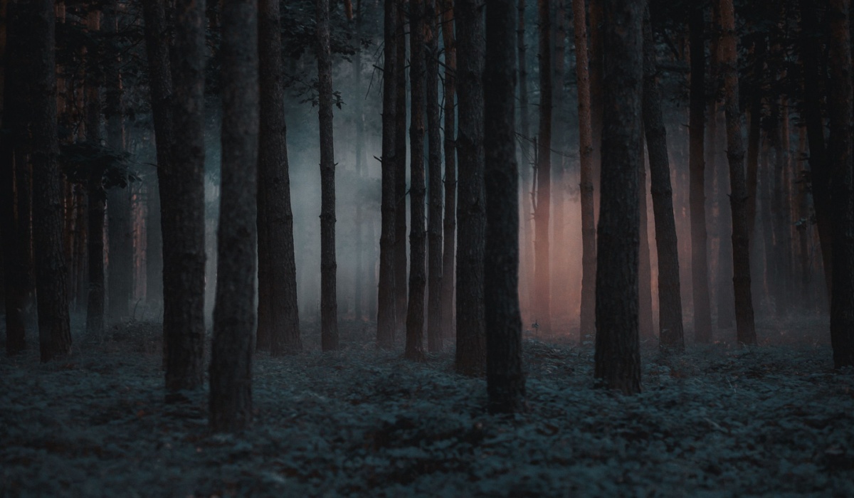Dark foggy pine scary forest