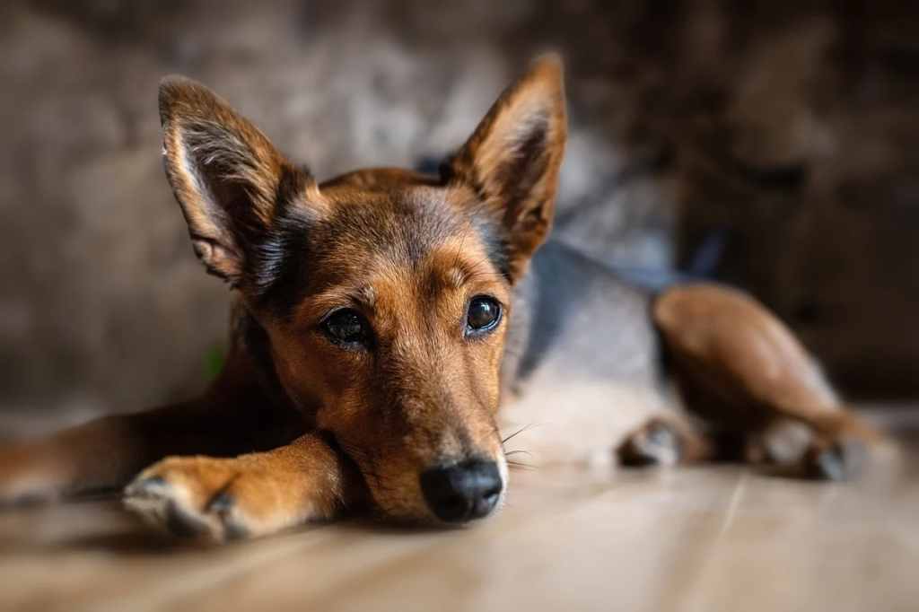 Dog laying facing forward