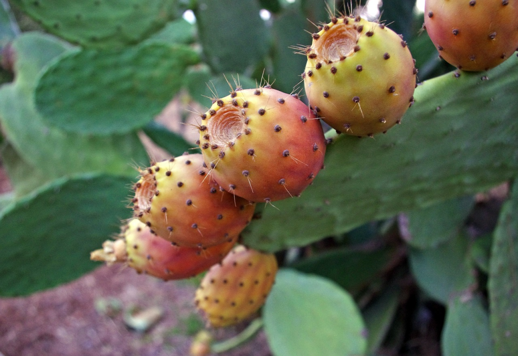 prickly pear