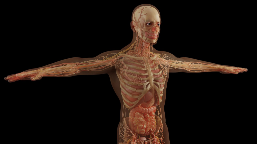 Body with organs in it