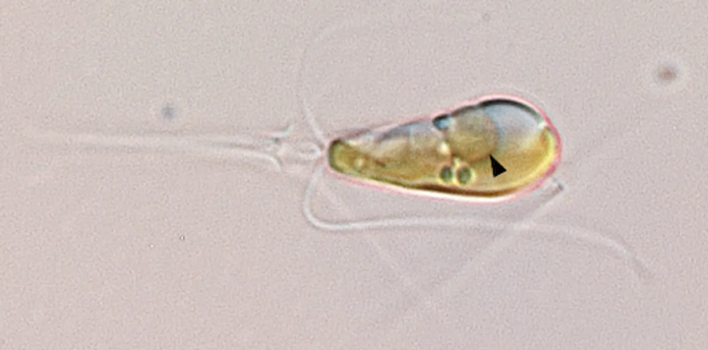 Endosymbiosis