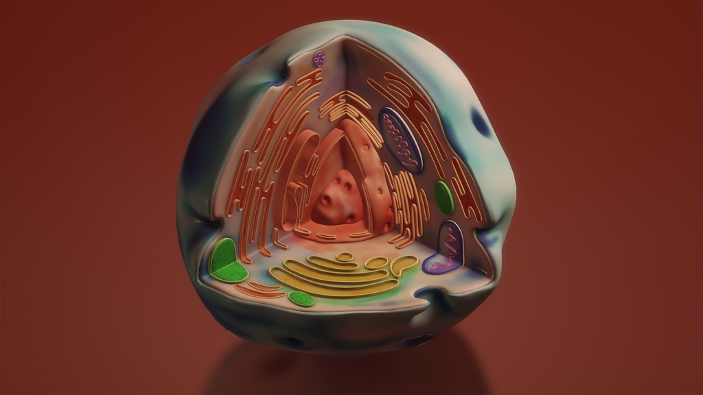 Inside slide of a cell