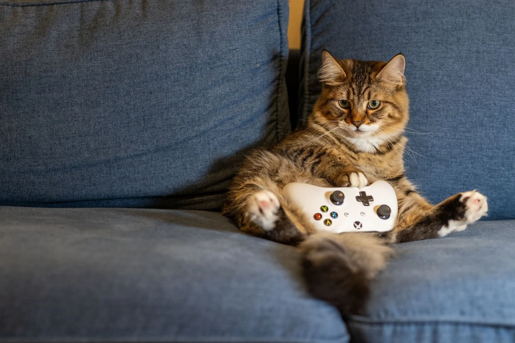 gaming cat on couch