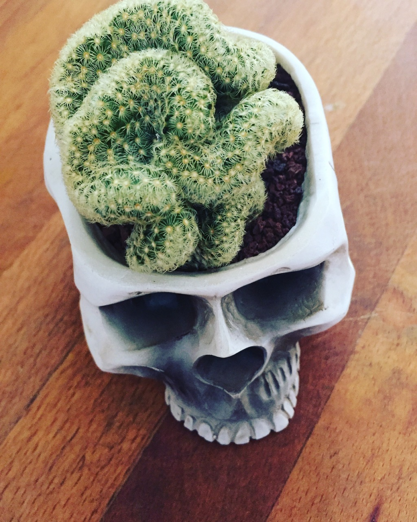 Cactus brain plant