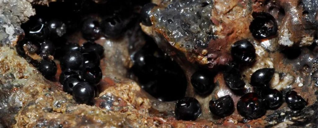 Deep-sea flatworm eggs