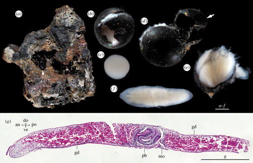 Deep Sea flatworm cocoons