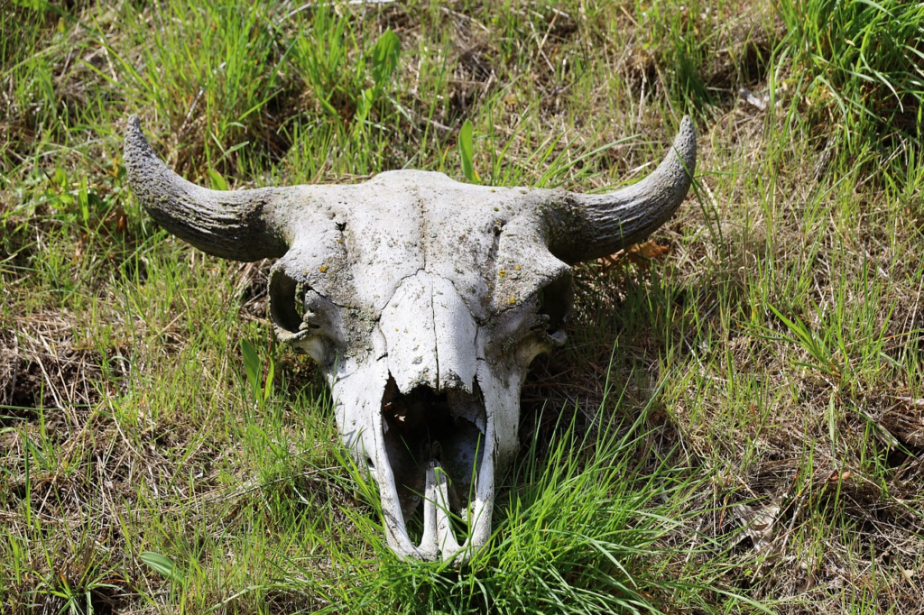 skull in grass