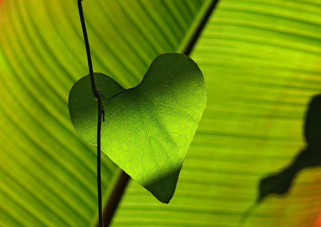 leaf shaped in a heart