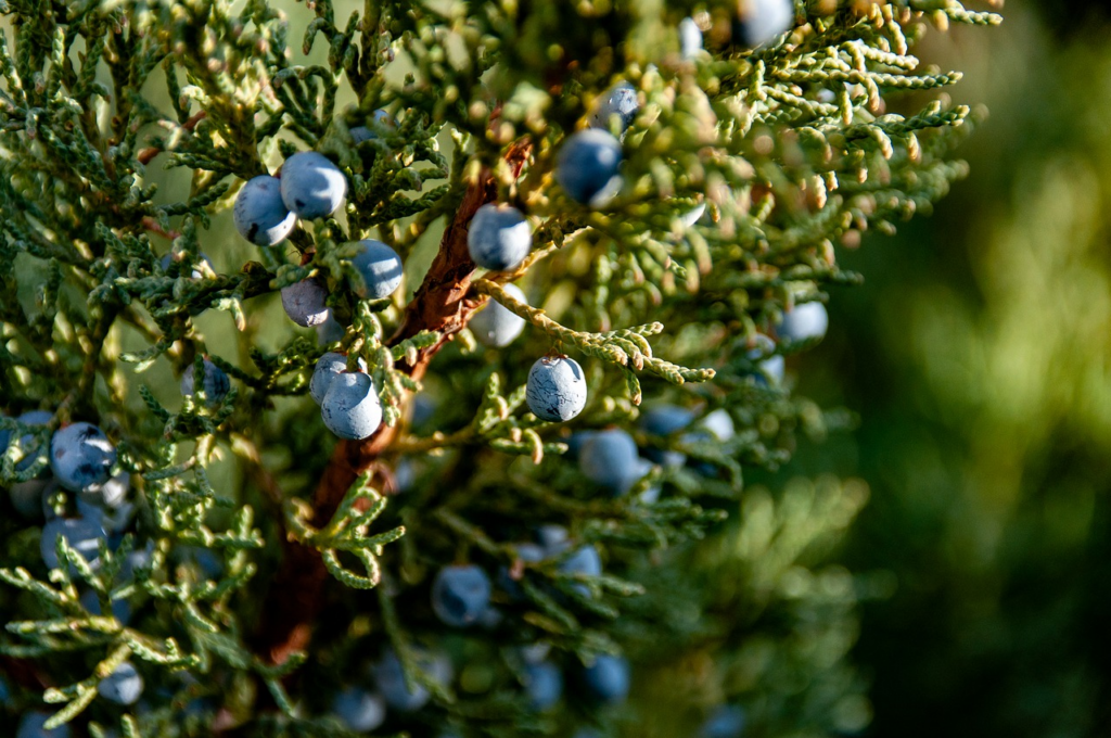 juniper berries