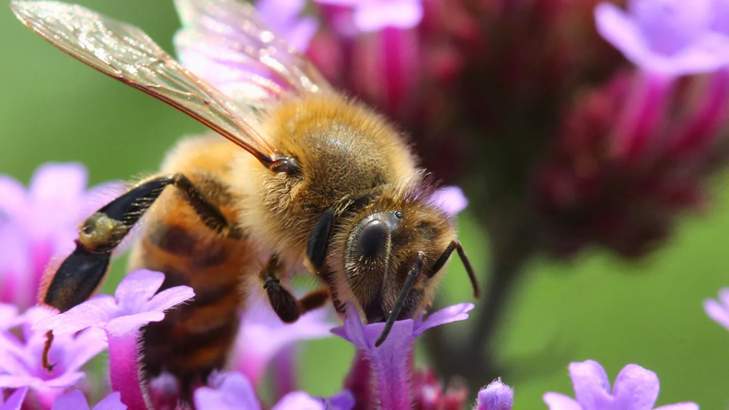 bee pollinating